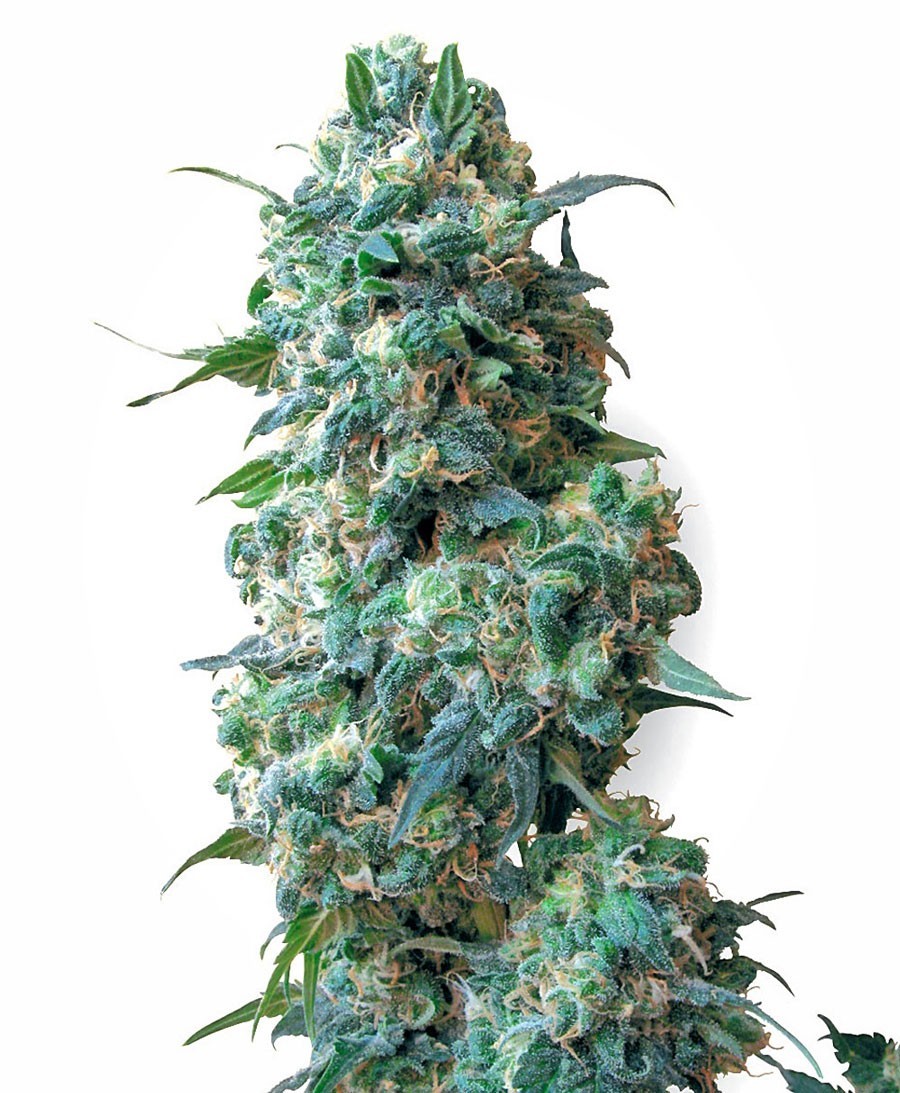afghan-kush