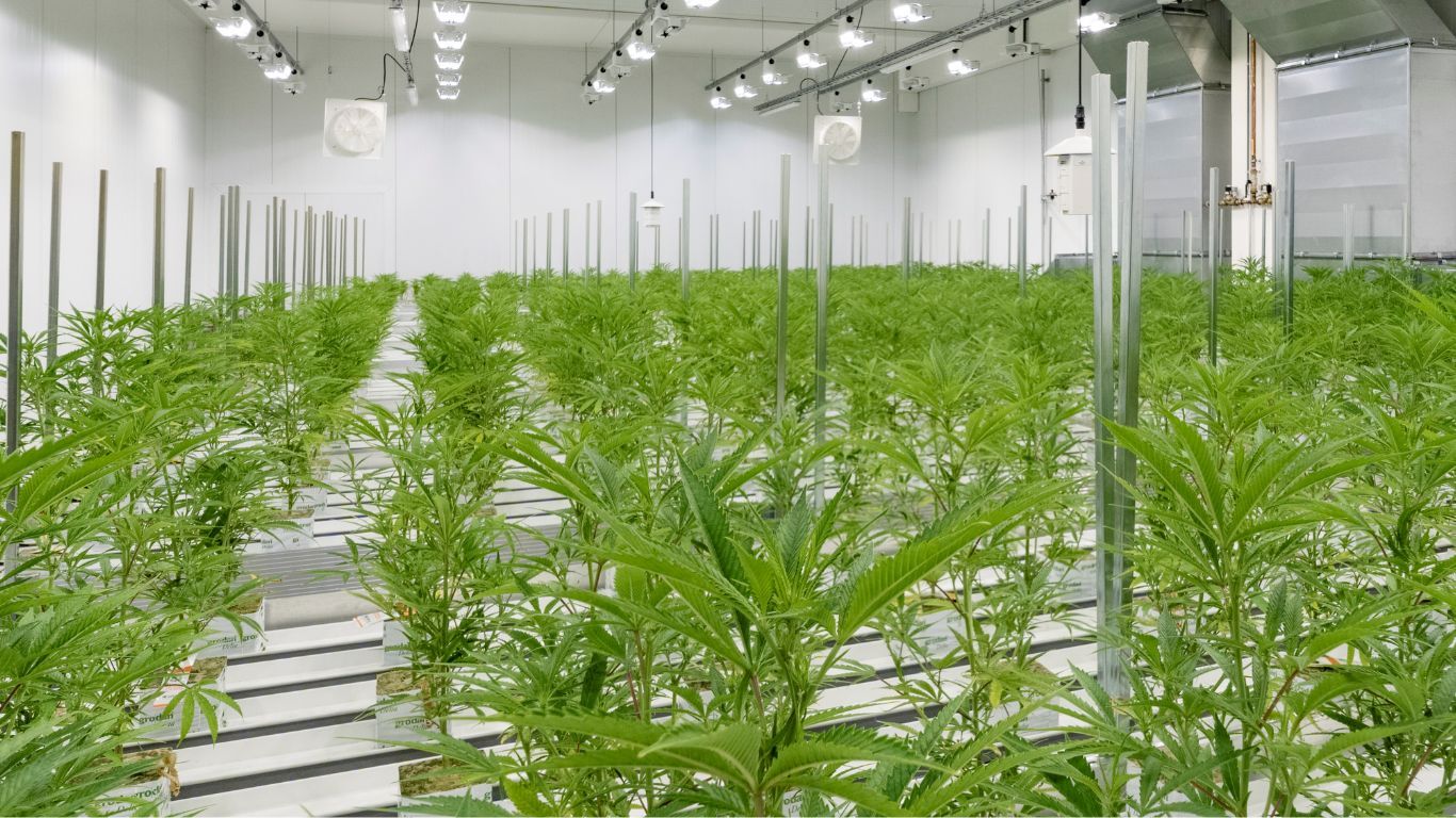 Top Reasons Why Online Cannabis Nurseries are The Foundation of Quality Cultivation