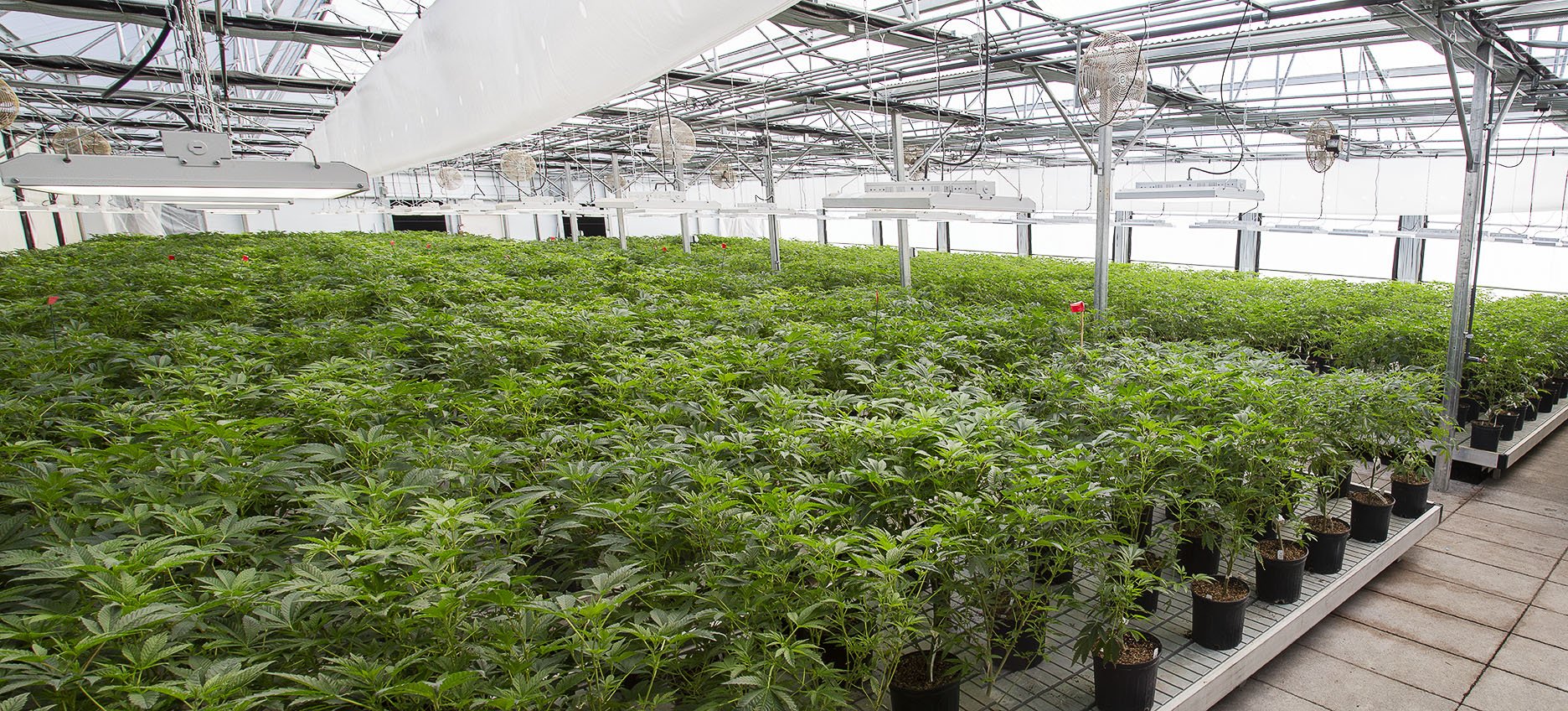 Make Your Harvest Time Faster with The Clone Conservatory