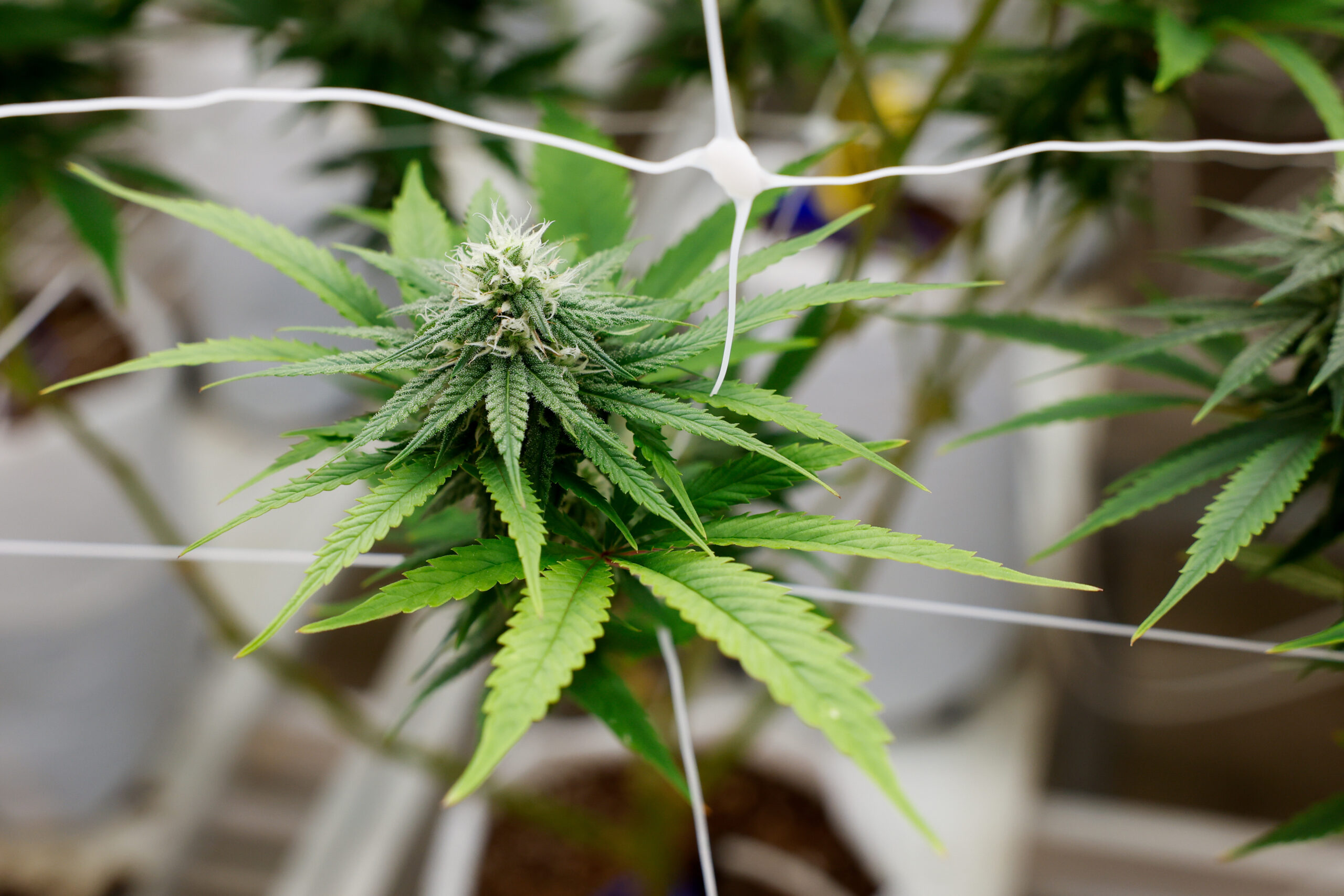 Harvest High-Quality Buds at Your Garden with The Clone Conservatory