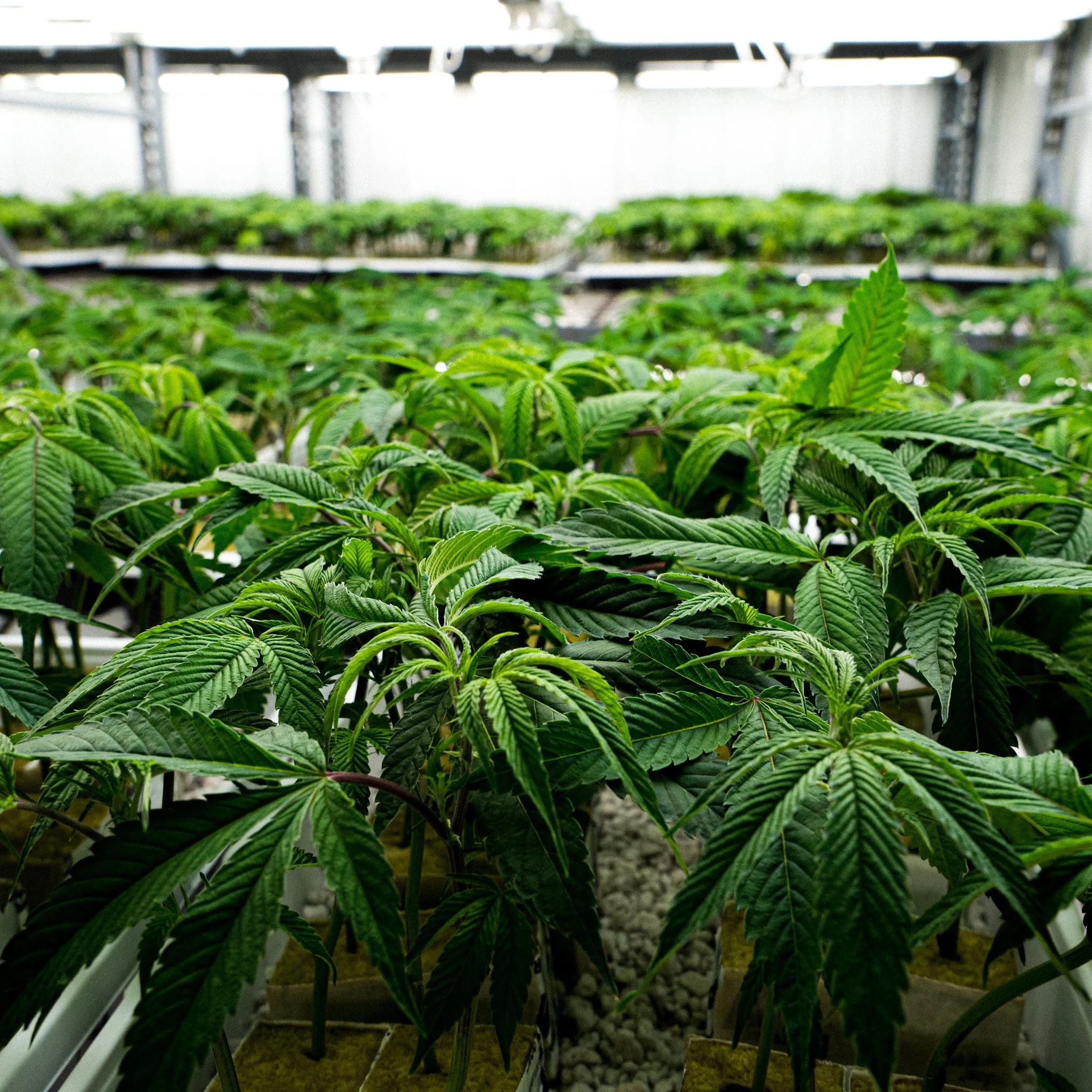 Pick The Right Marijuana Clones to Get Top Results from Your Grow