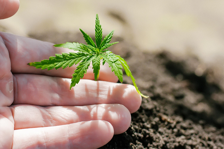 Purchase Premium Quality Marijuana Clones Online From Top Clone Dispensary