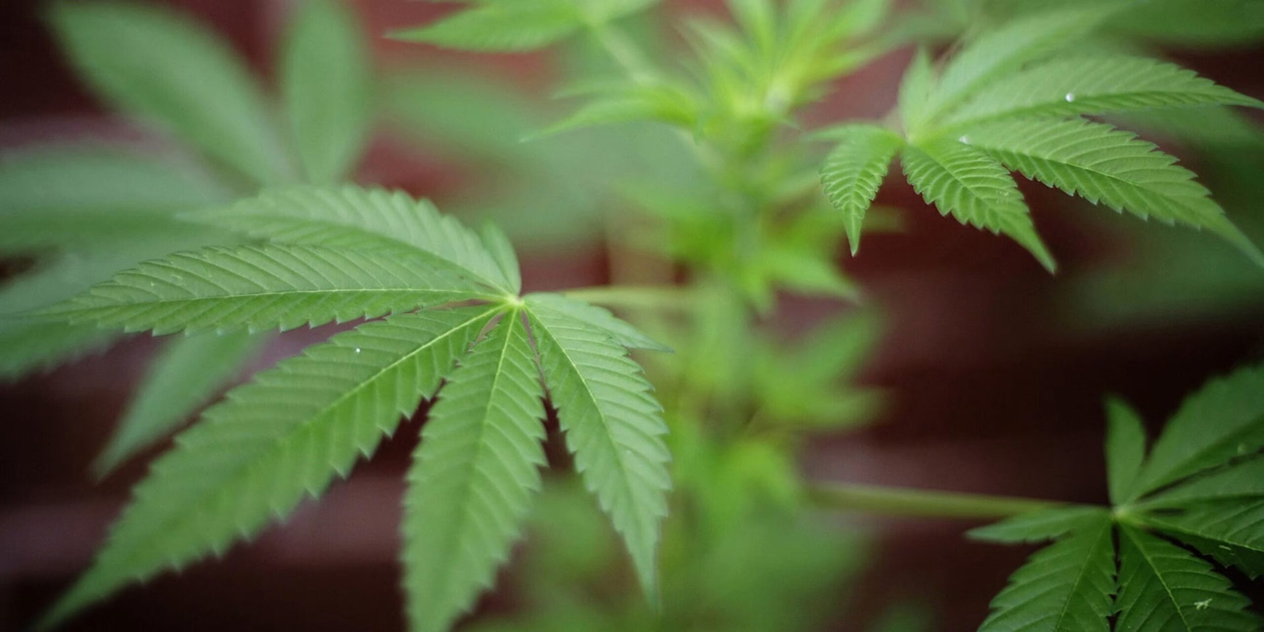 Save Your Valuable Time While Cultivating Marijuana with Cannabis Clones