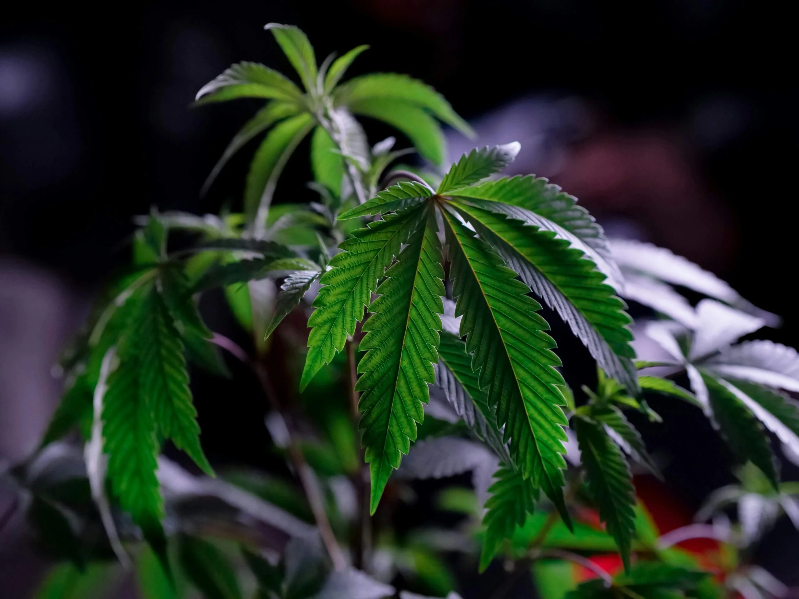 Where Do You Purchase High Quality Cannabis Clones?