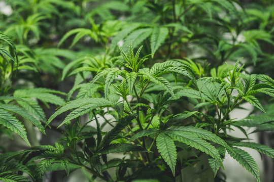 Invest in Premium Marijuana Clones for Maximum Yield
