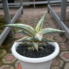 Which 4 Growing Conditions Help Weed Clones Thrive Indoors?