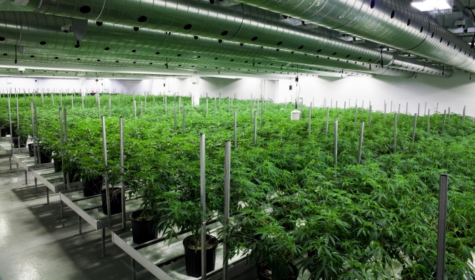 Find a reputable cannabis nursery to buy premium-quality clones