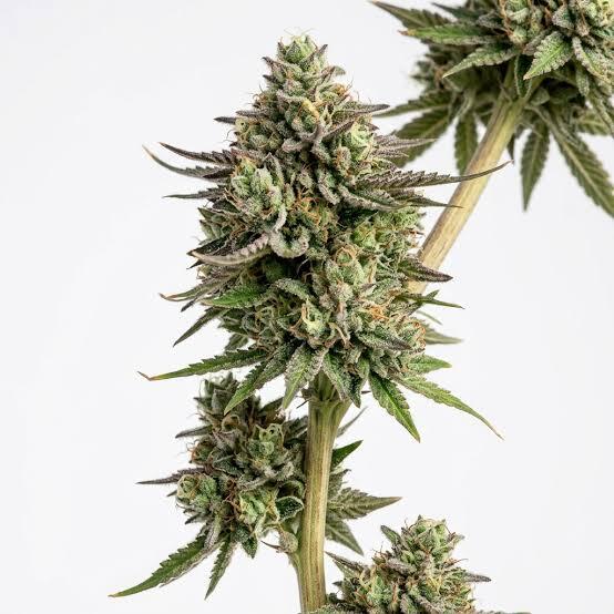 Dog Walker OG