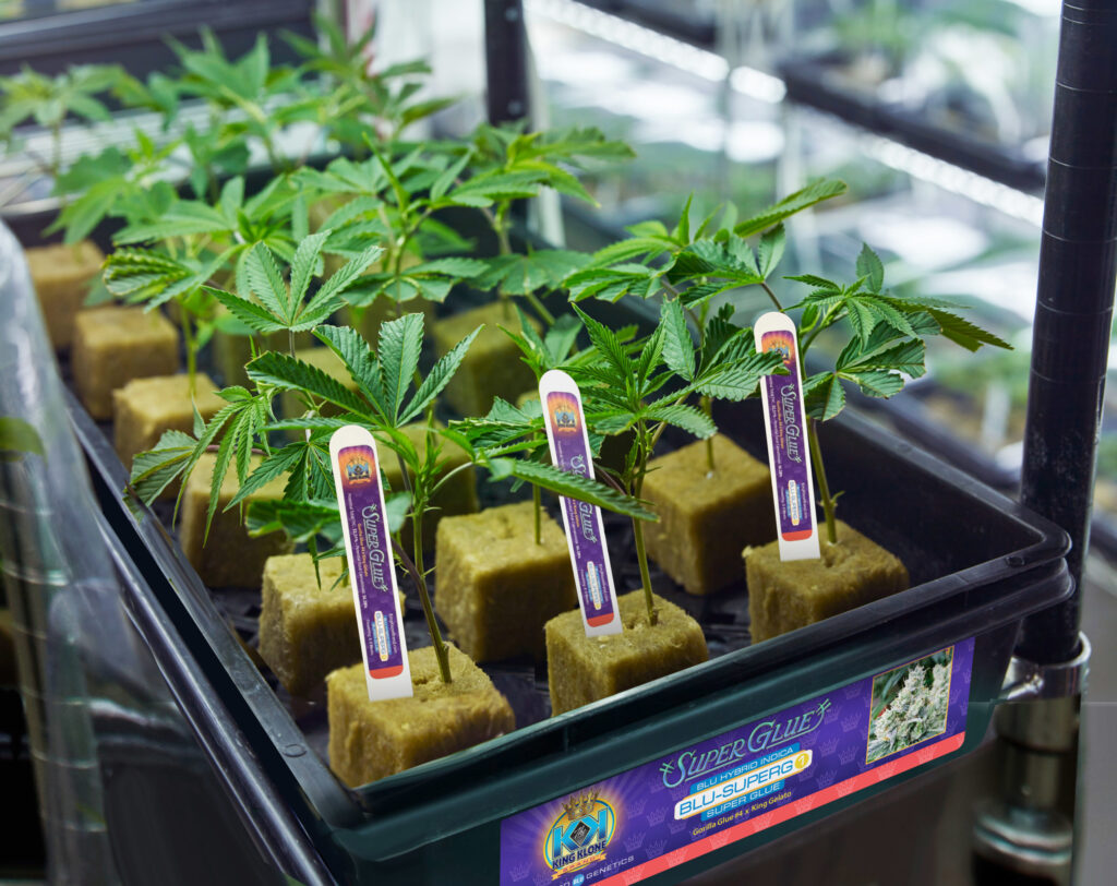 Where to Buy Clones
