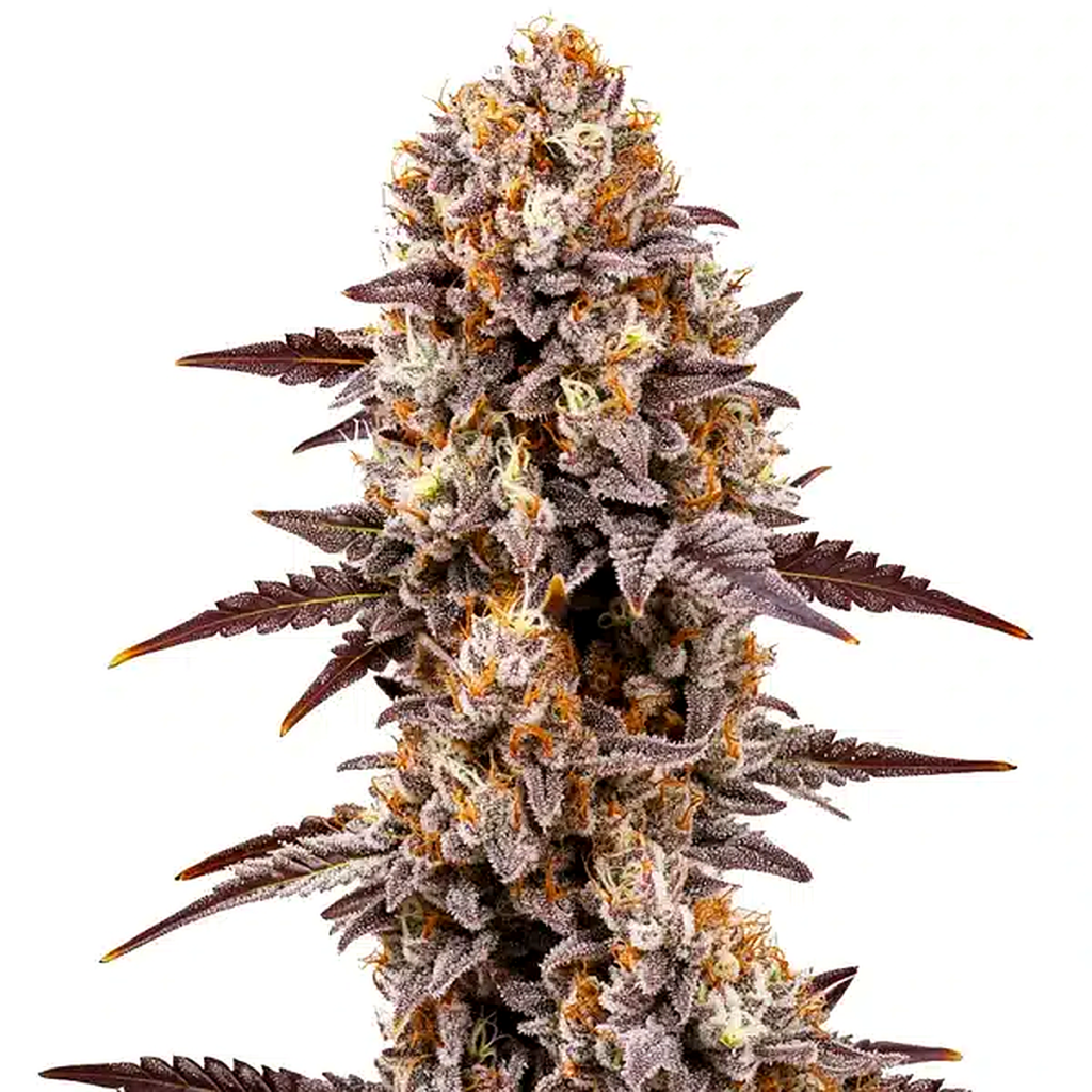 Gumbo Strain