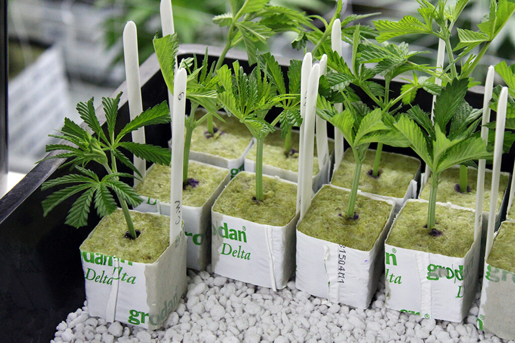 Where Can I Buy Clones
