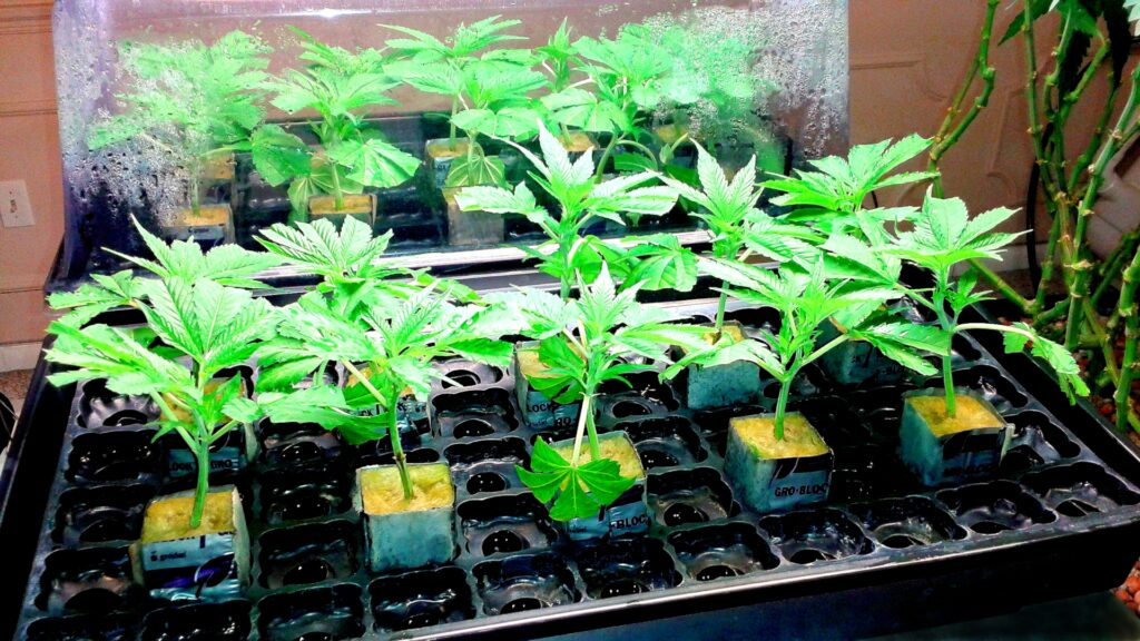 Marijuana Clones For Sale Near Me