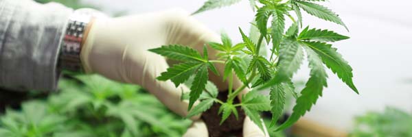 Make Faster, Safer Growing Start with Top Quality Marijuana Clones
