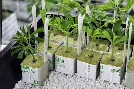 How Do Hybrid Cannabis Strains Offer Commercial Value To Growers?