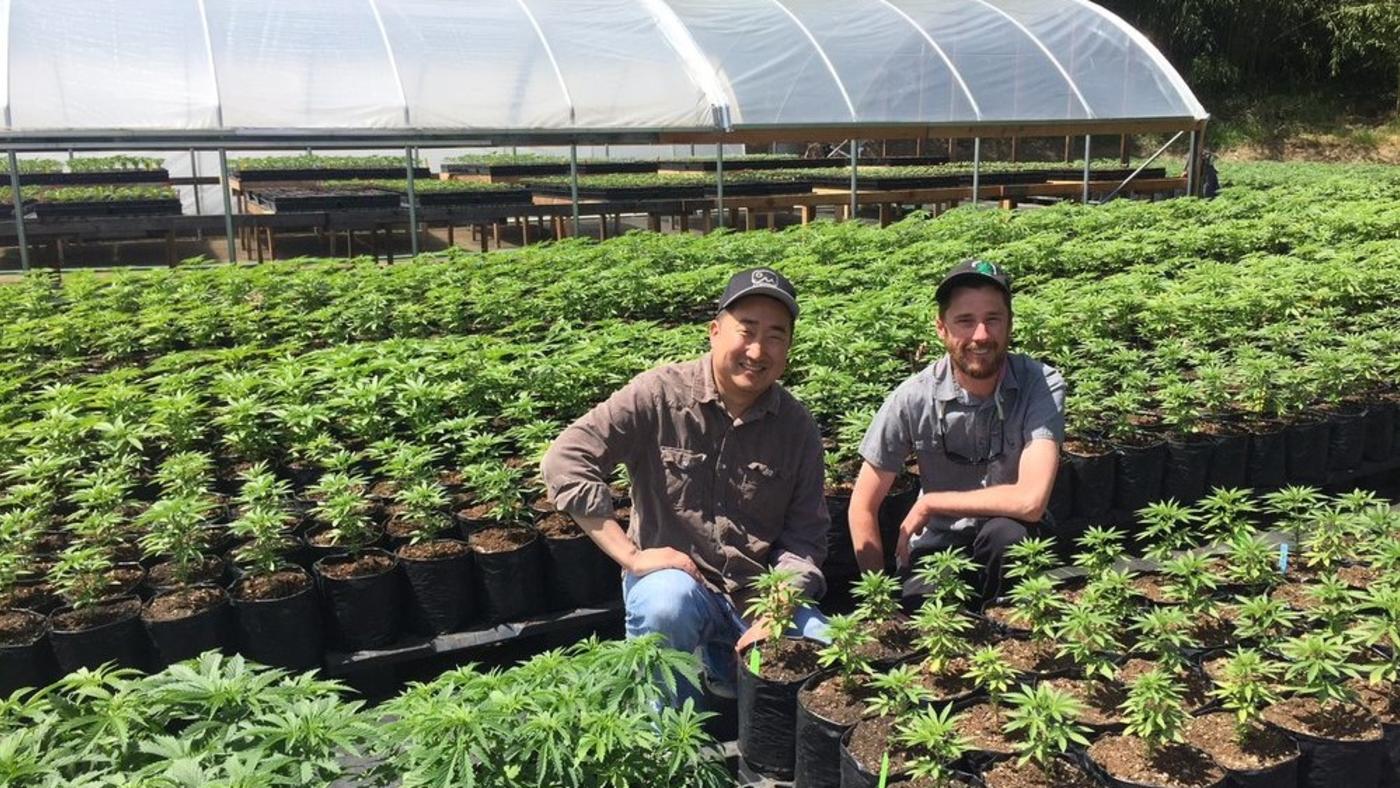 What to Expect When Buying Cannabis Clones from a Nursery