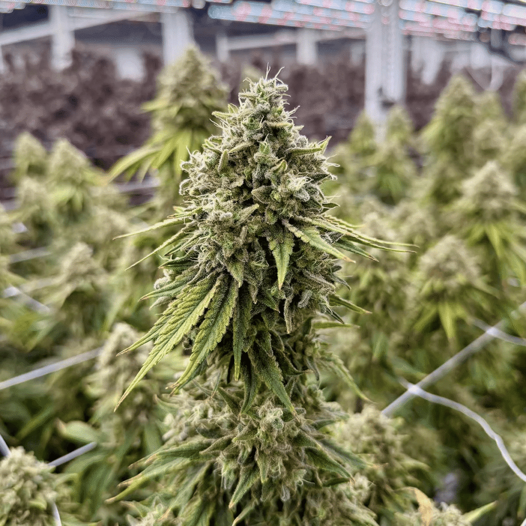 Gross Strain