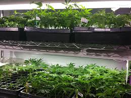 What Are Red Flags When Buying Cannabis Clones?