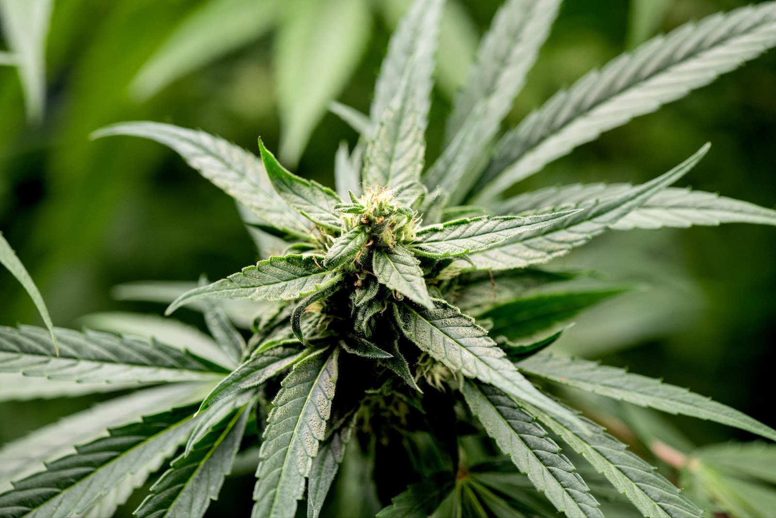 Which Four Checks Help Ensure Successful Cannabis Starter Plant Purchases?