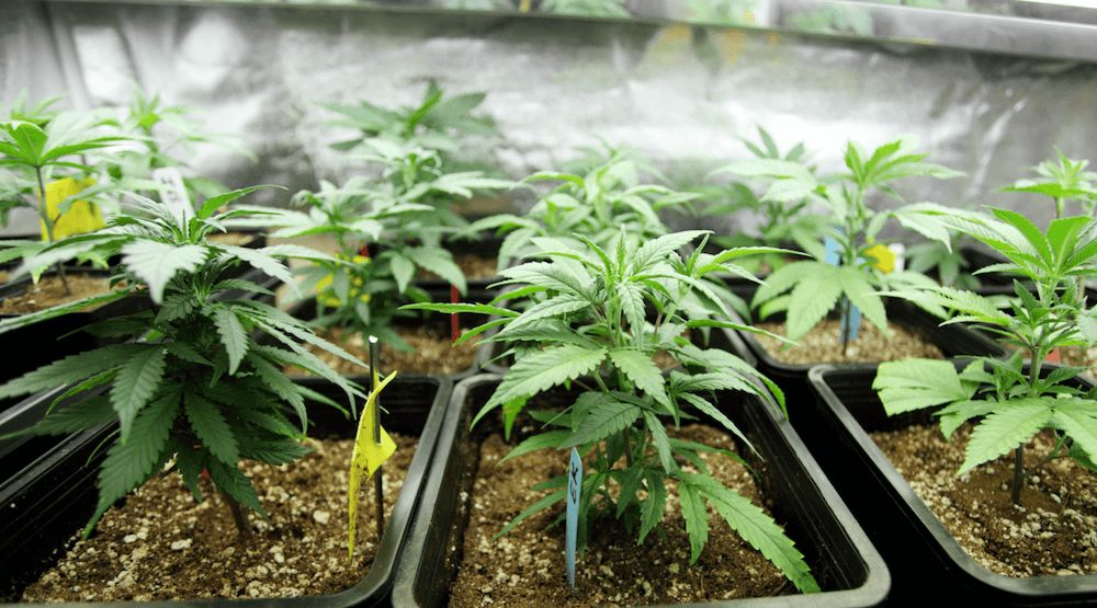 Where Can I Buy Clones