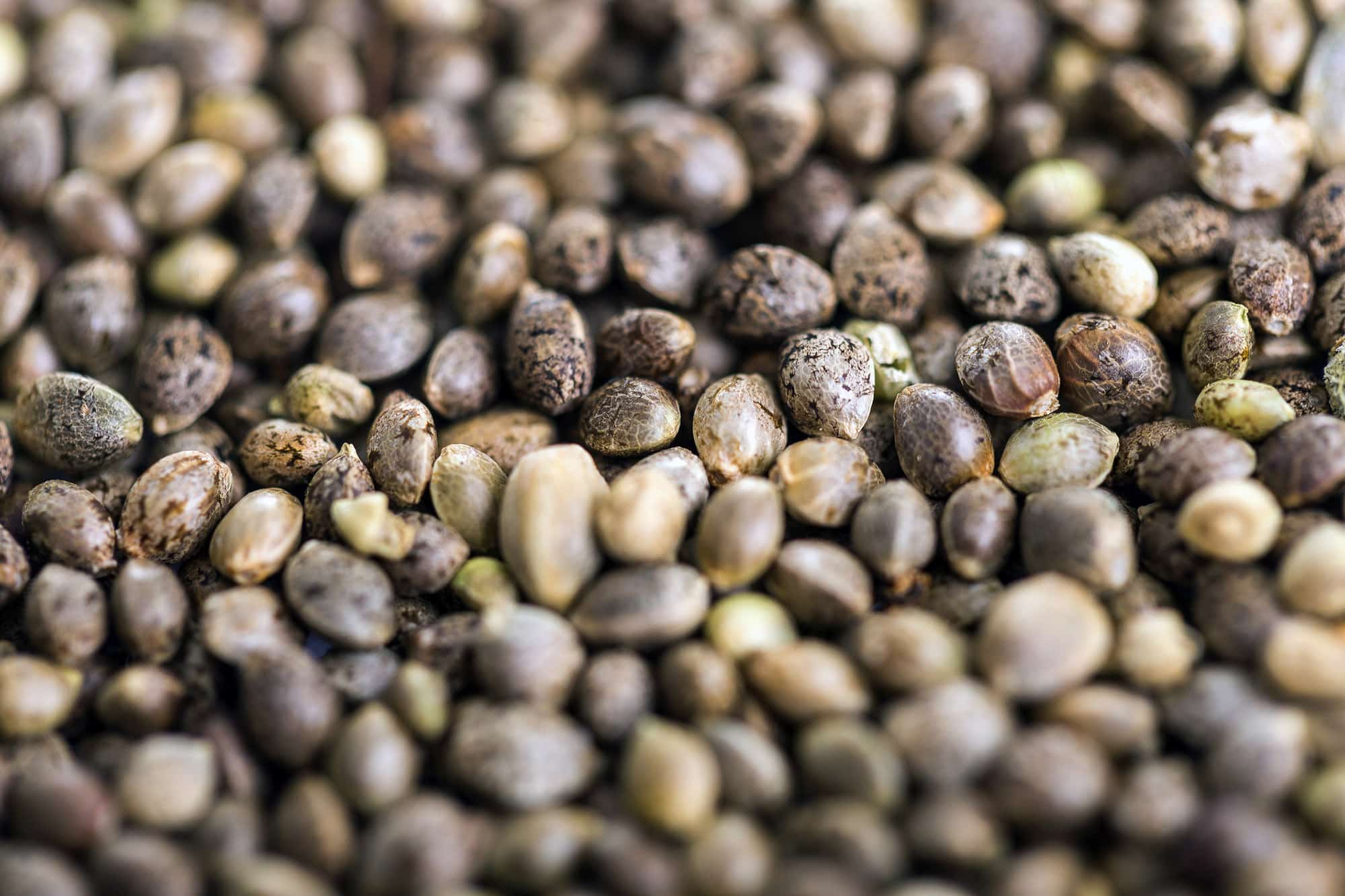 Right Time To Start Marijuana Clone-Or-Seed Farming