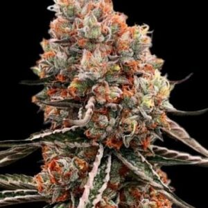 Biscottis Feminized