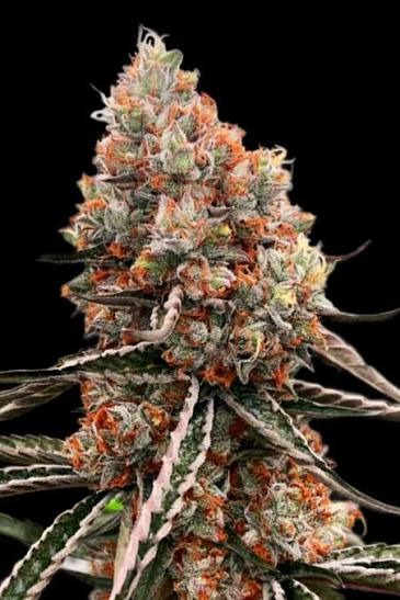 Biscottis Feminized