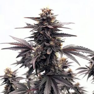 Black Runtz Feminized