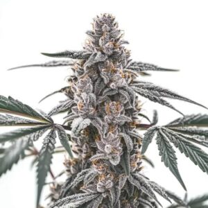 Black Widow Feminized