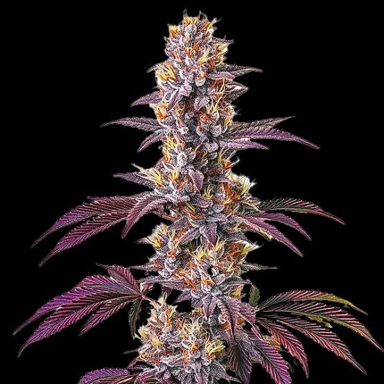 Blackberry Kush Feminized