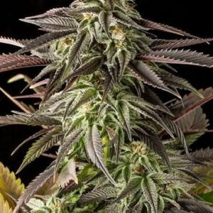 Blue Cheese Feminized