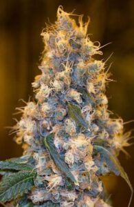 Blue OG Feminized