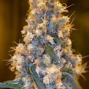 Blue OG Feminized