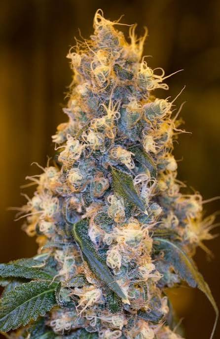 Blue OG Feminized