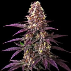 Blueberry Feminized