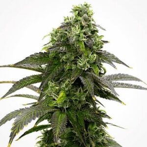 Café Racer Feminized