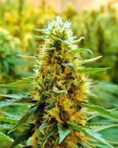 California Orange Feminized