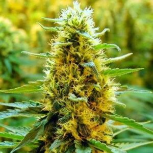 California Orange Feminized