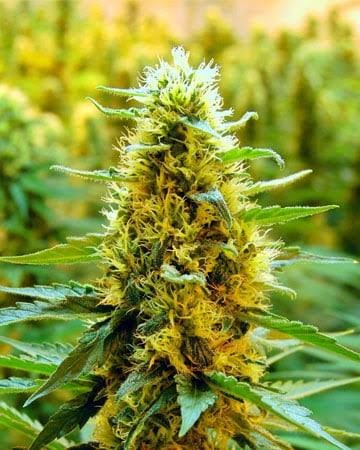 Califonia Orange Feminized