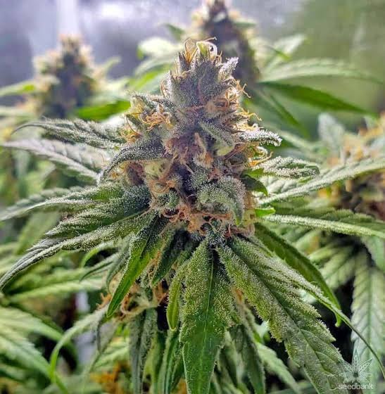 California Dream Feminized