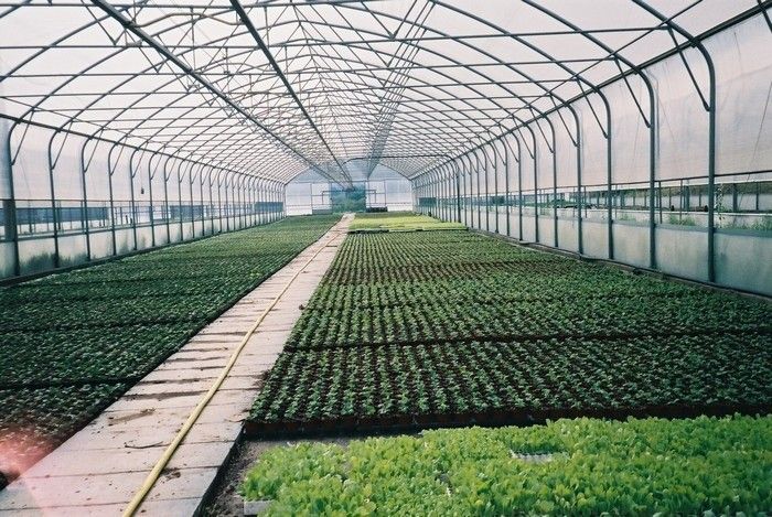 Cannabis Nursery