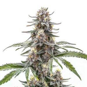 Cannatonic Feminized