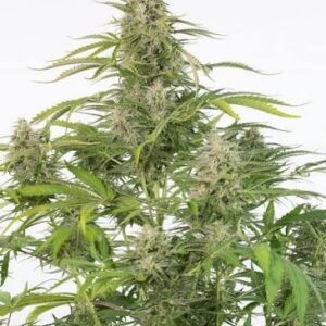 Cheese Auto