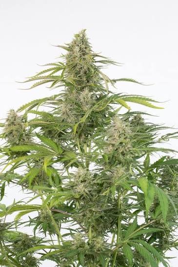 Cheese Auto