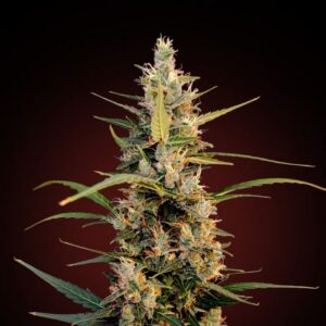 Cheese Feminized
