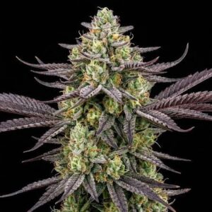 Chocolope Feminized