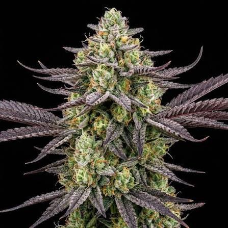 Chocolope Feminized