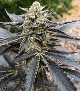 Cookies & Cream Feminized