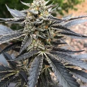 Cookies & Chem Feminized