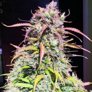 Cream Caramel Feminized