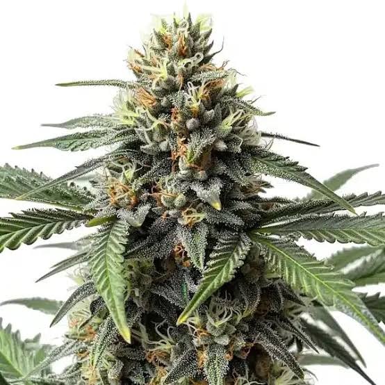 Critical 47 Feminized